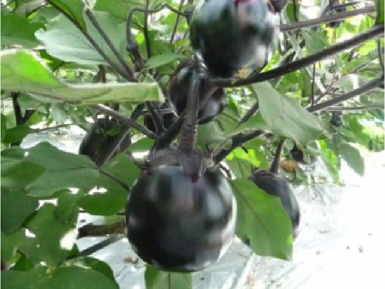 伝承野菜　賀茂茄子