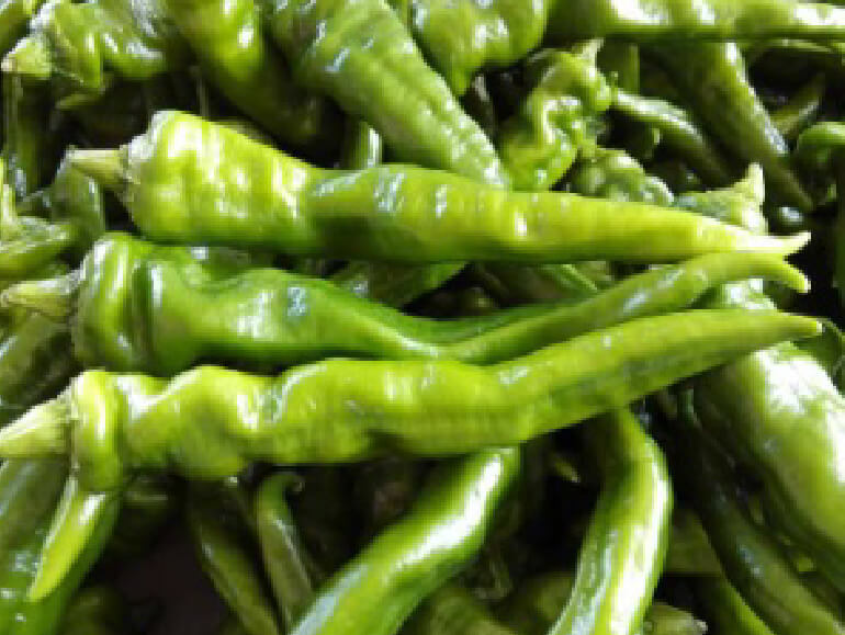 伝承野菜　万願寺唐辛子