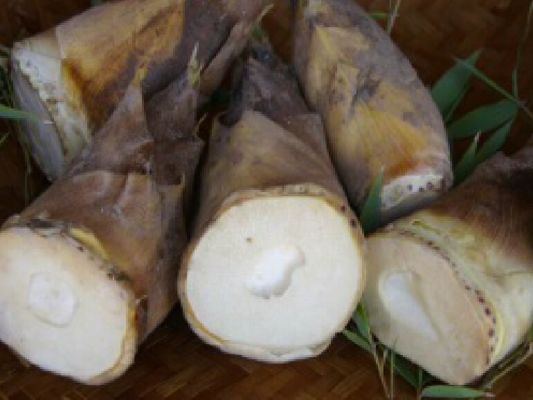 伝承野菜　竹の子