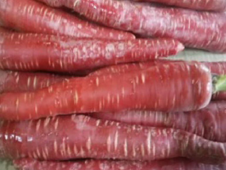 伝承野菜　金時人参