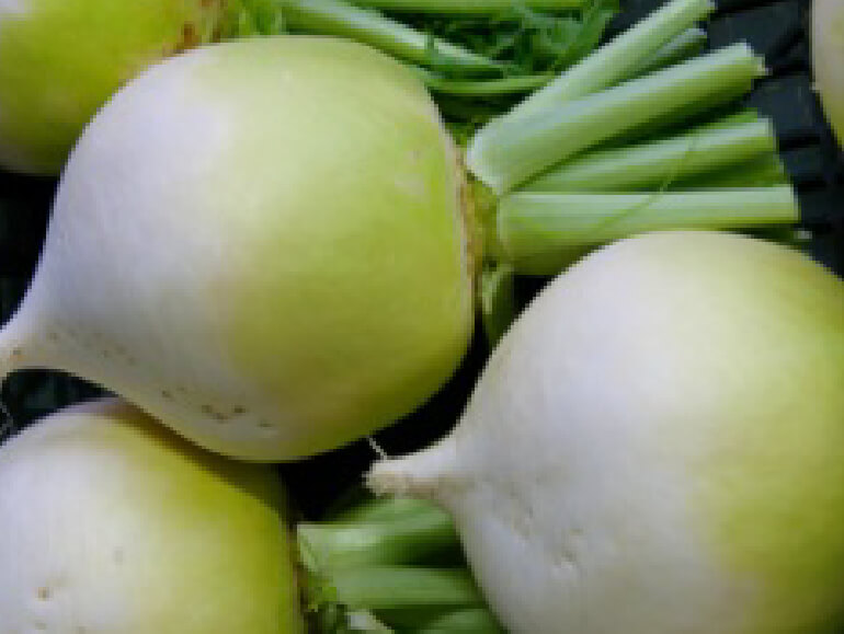 伝承野菜　聖護院太鼓