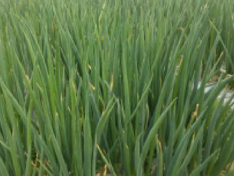 伝承野菜　九条ねぎ