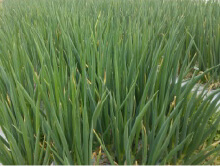 伝承野菜　九条ねぎ