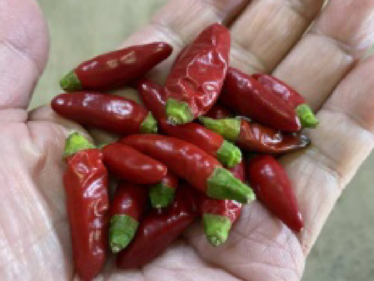 ペペロンチーノ