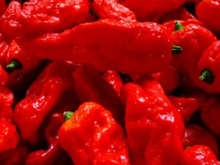 ブートジョロキア