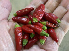 ペペロンチーノ