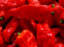 ブートジョロキア