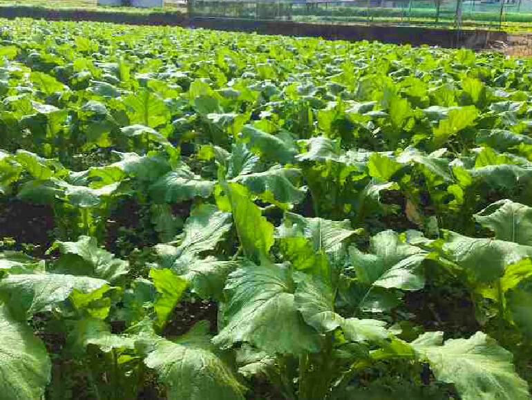 聖護院かぶら圃場