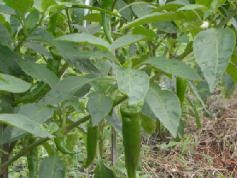 万願寺唐辛子圃場