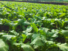 聖護院かぶら圃場