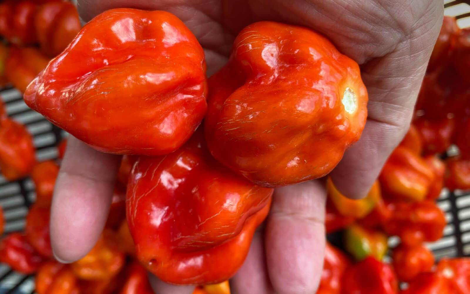 世界の唐辛子に魅せられて、日本の食文化に受け入れられる商品開発