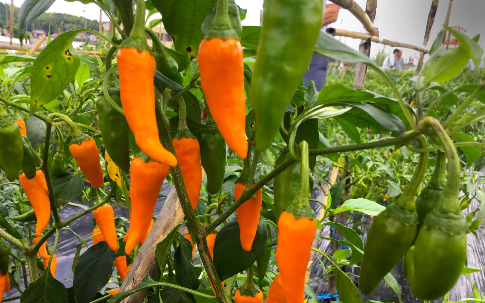 世界の唐辛子に魅せられて、日本の食文化に受け入れられる商品開発