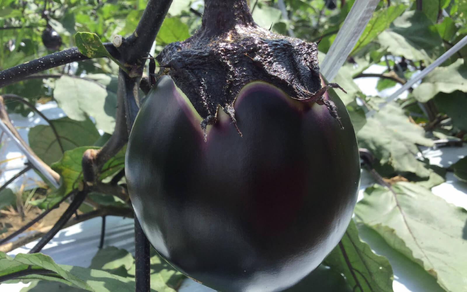 世界の唐辛子に魅せられて、日本の食文化に受け入れられる商品開発