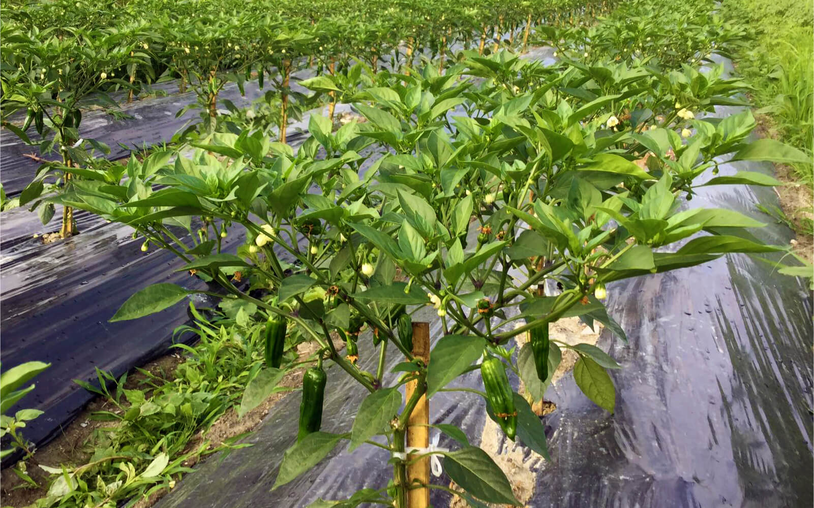 オンリーワン商品の探求と、ものづくりへのこだわりで顧客ニーズの具現化