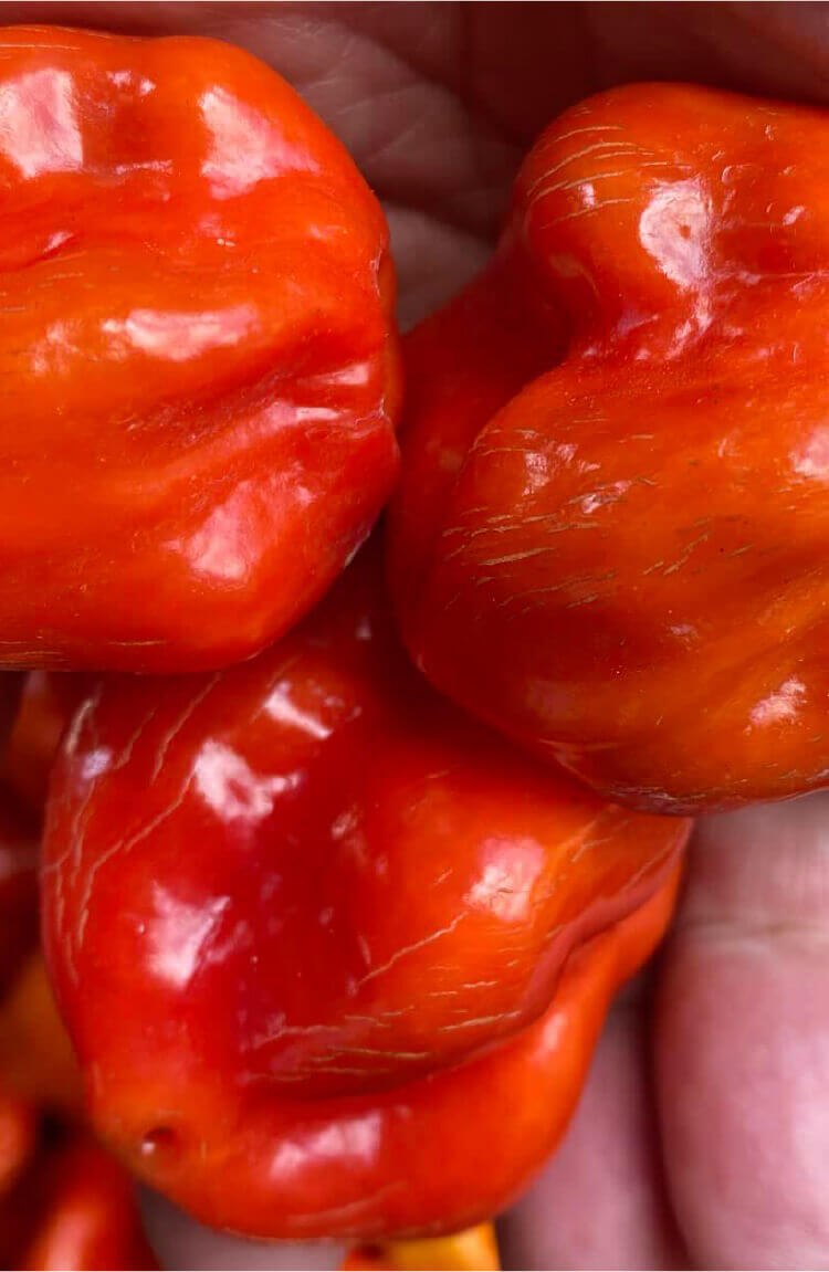 世界の唐辛子に魅せられて、日本の食文化に受け入れられる商品開発