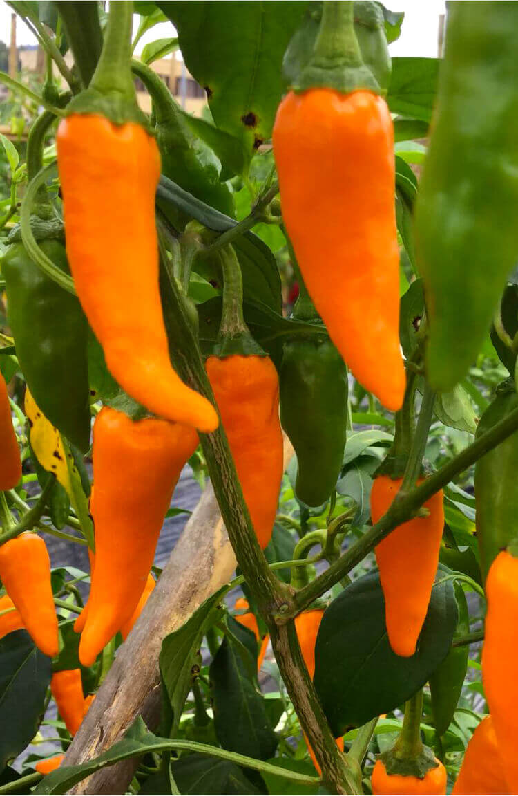 世界の唐辛子に魅せられて、日本の食文化に受け入れられる商品開発