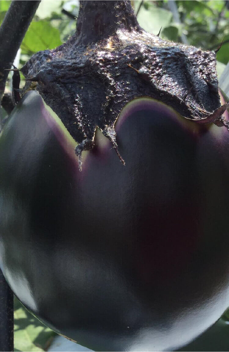 世界の唐辛子に魅せられて、日本の食文化に受け入れられる商品開発