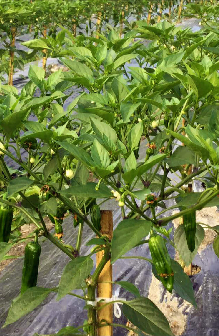 オンリーワン商品の探求と、ものづくりへのこだわりで顧客ニーズの具現化